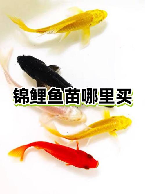 锦鲤鱼苗哪里有卖
