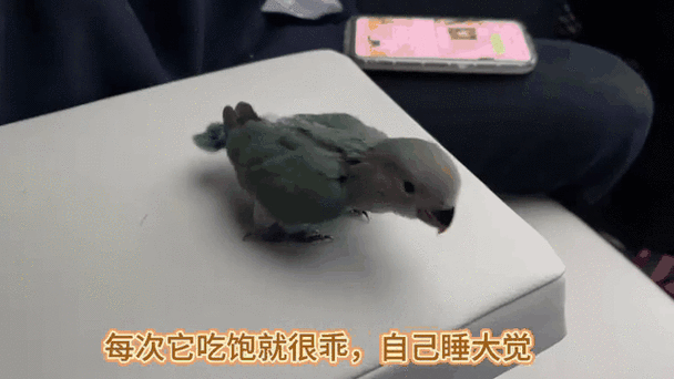 鹦鹉饿了会有什么表现