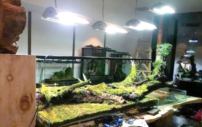 南美雨林缸造景