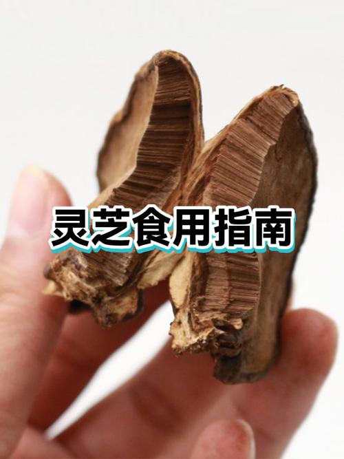 灵芝正确吃法与用量