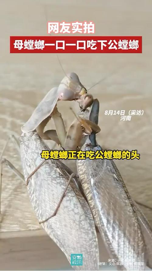 螳螂能吃吗