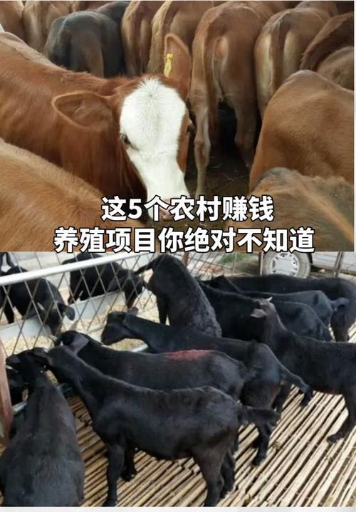养殖业国家扶持的项目有哪些