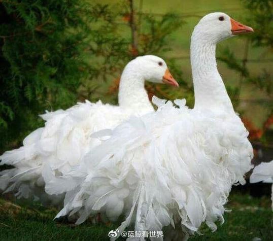 goose的中文是什么