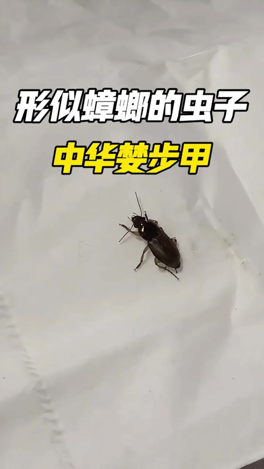 家里为何出现婪步甲截图3