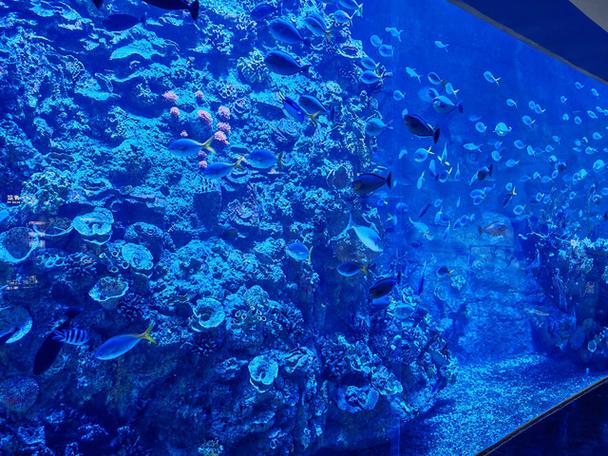 深圳海洋馆海底世界门票