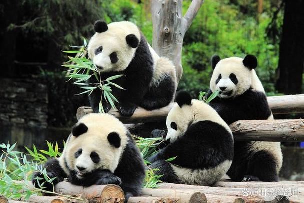 熊猫听话吗