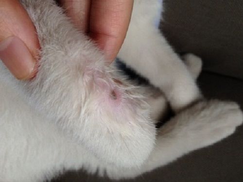 猫前腿有凸起的小肉粒带硬毛