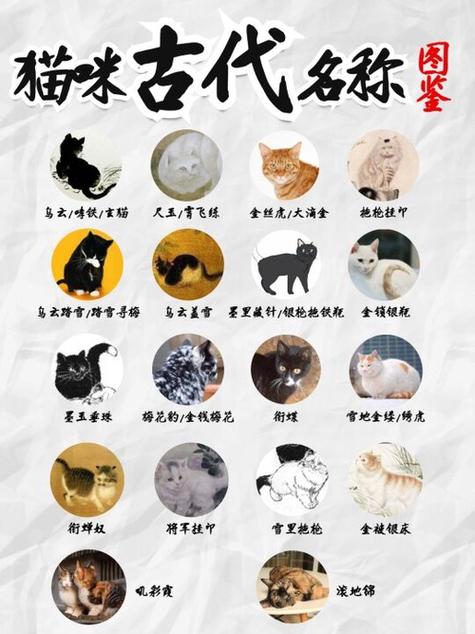 洋气一点的小猫名字