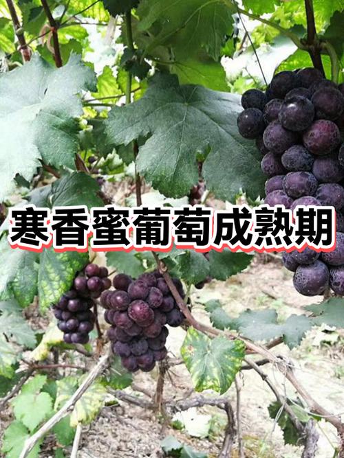 寒香蜜几月份成熟