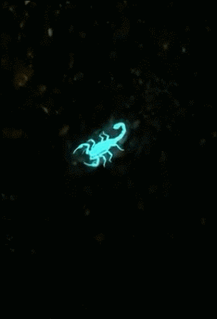 紫光灯能看见什么