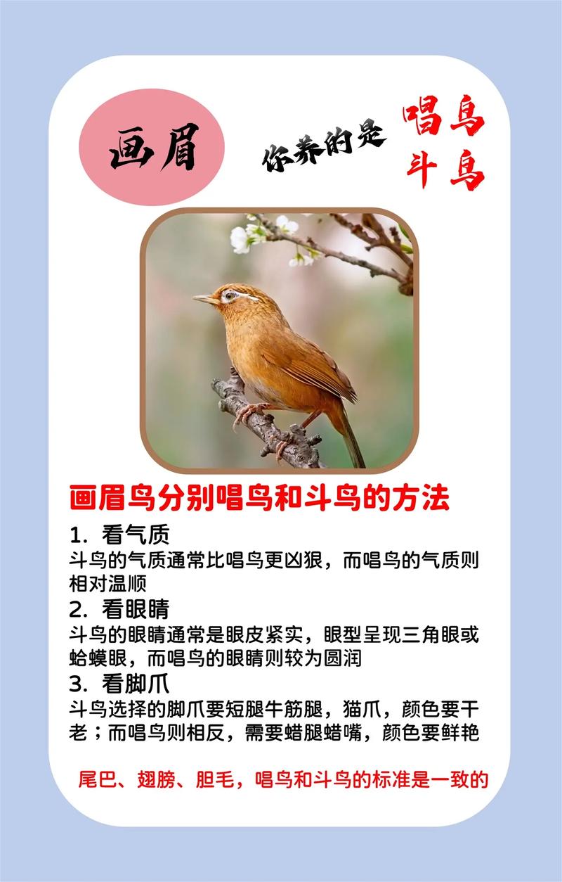 养画眉鸟的诀窍