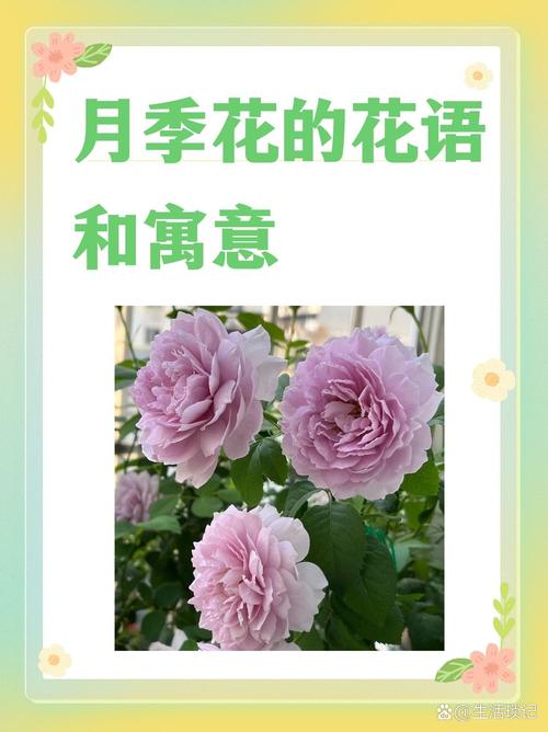 月季花的花语和寓意截图2