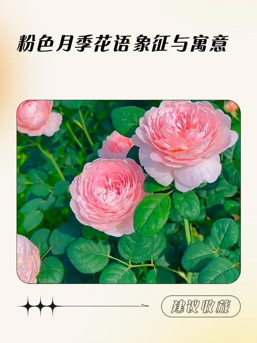 月季花的花语和寓意截图3