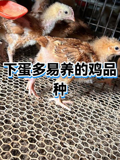 鸡怎么养下蛋多