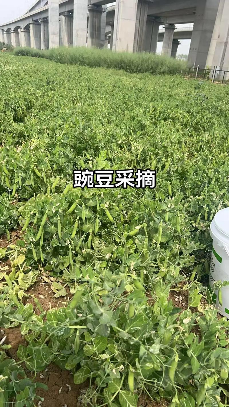 汽水音乐旧版本豌豆荚截图2