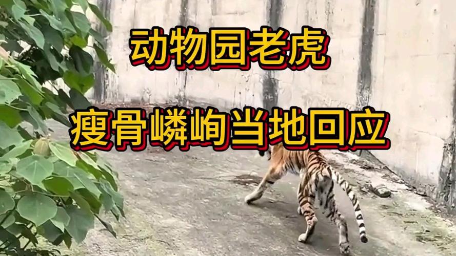 官方回应动物园老虎骨瘦如柴