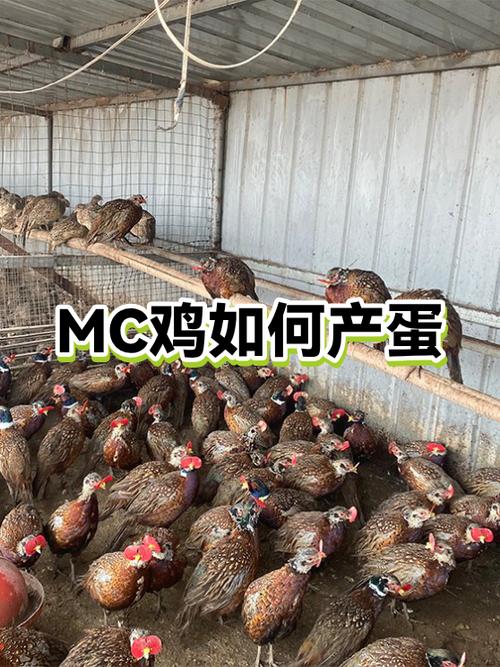 我的世界鸡在哪里找