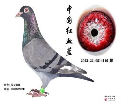 红血蓝鸽多少钱一只