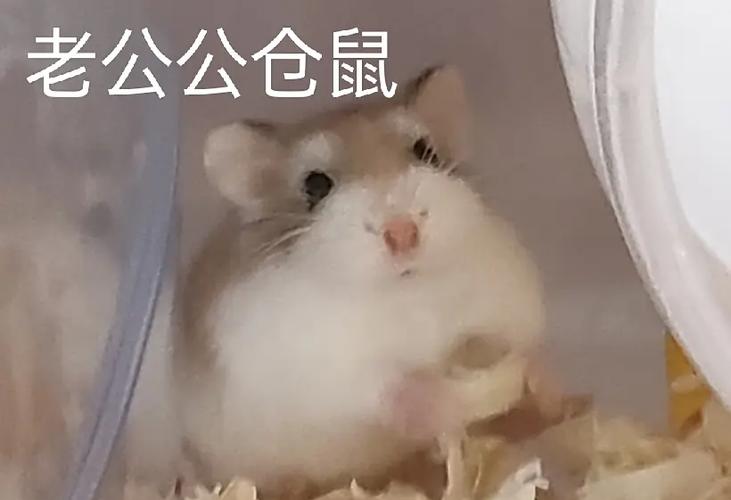 怎么判断仓鼠老了