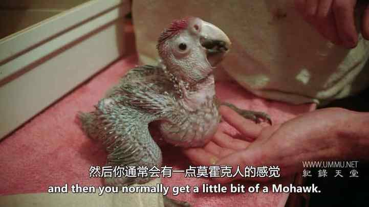 解密鹦鹉