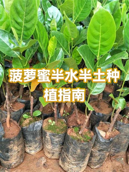 菠萝蜜怎么种植方法水养可以吗