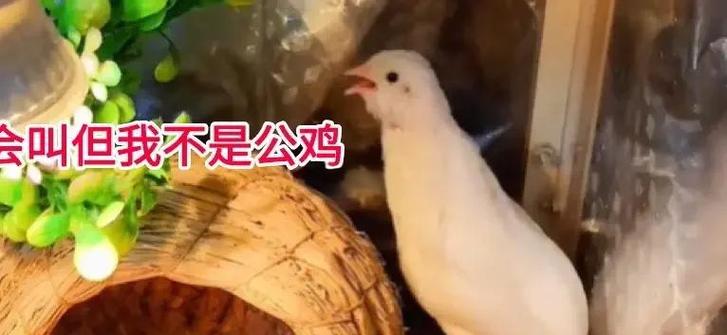 小鸡的叫声原声