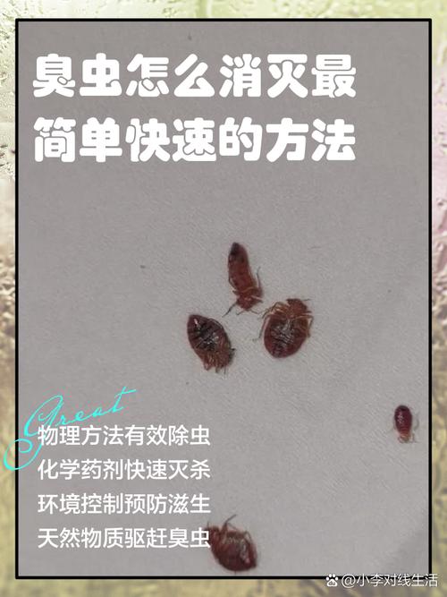臭屁虫怎么消灭最彻底