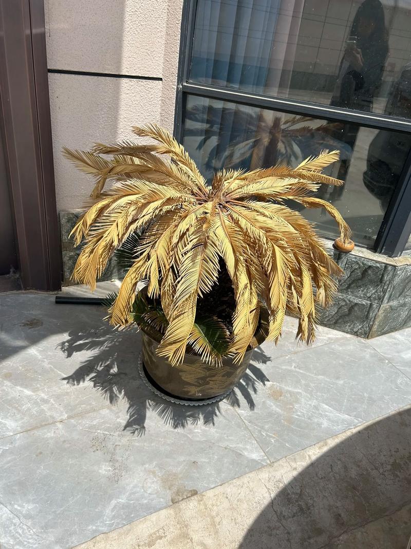 发个红包给妖怪歪脖铁树