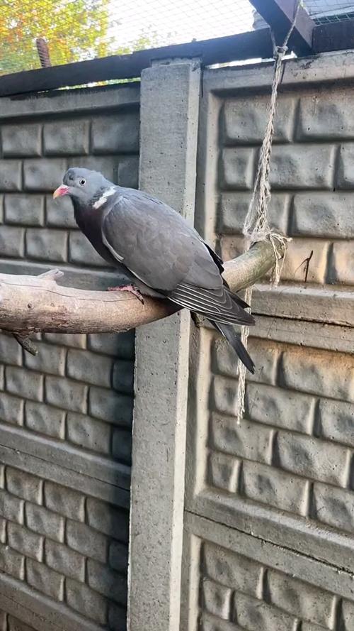 野生鸽子图片