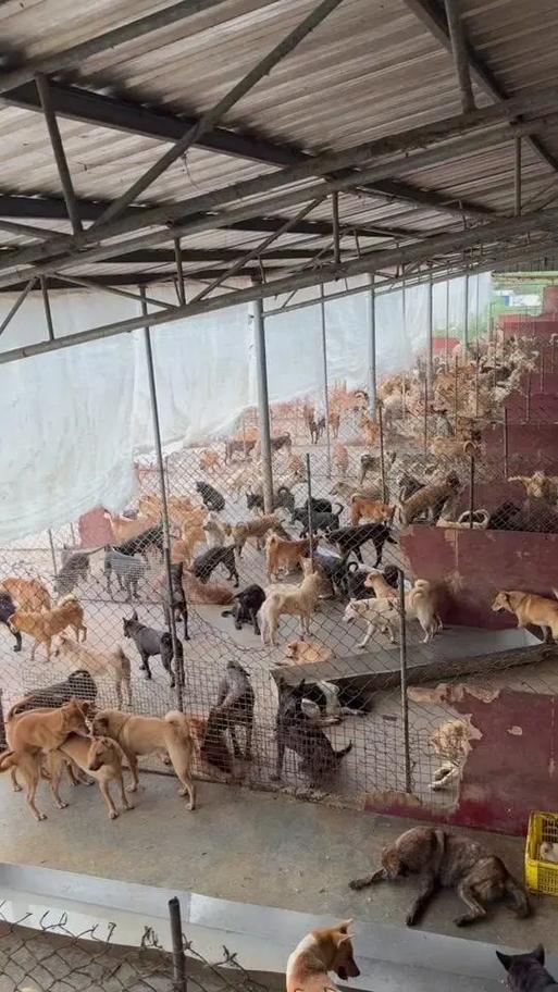 7号养狗场赚钱版截图3