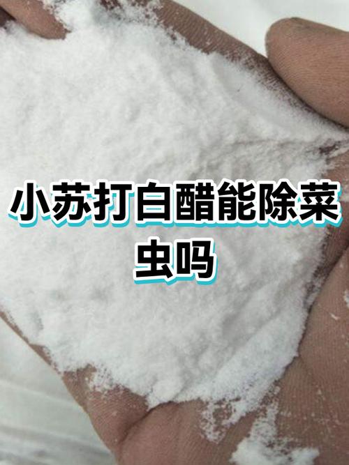 小苏打加白醋能杀菜虫吗