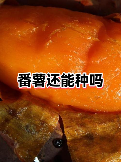 番薯兼职截图1