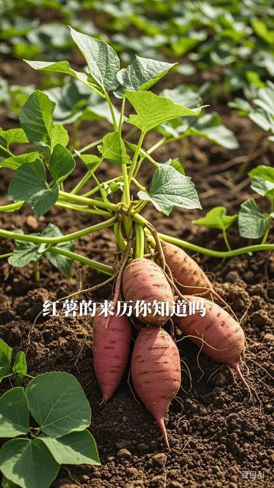 红薯的来历简介