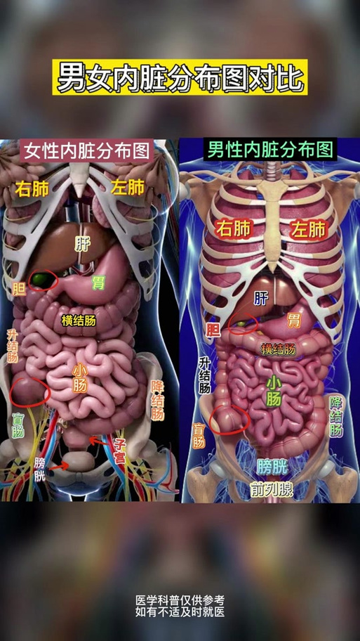 人体器官部位图位置与名称身体