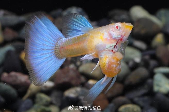 美杜莎白子孔雀鱼