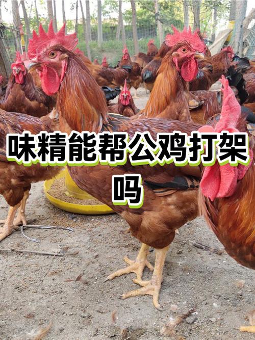 公鸡老打架喂什么药