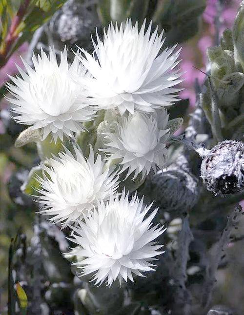 雪绒花长什么样子 雪绒花长什么样子