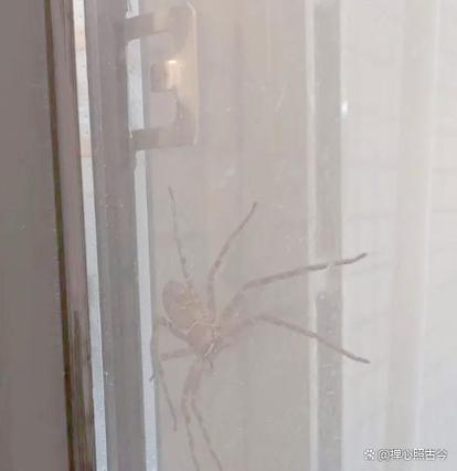 蜘蛛进屋是吉还是凶