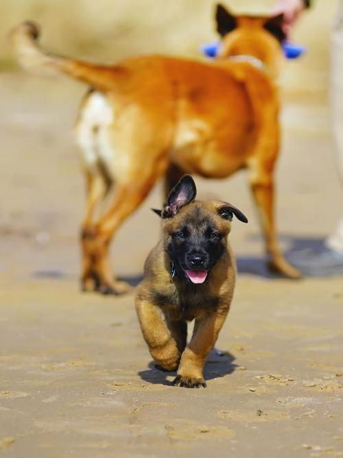 2一3个月马犬价格