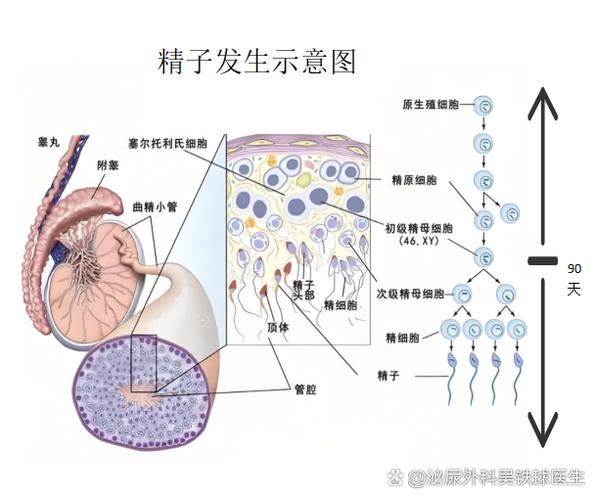 怎么加速睾丸产生精子