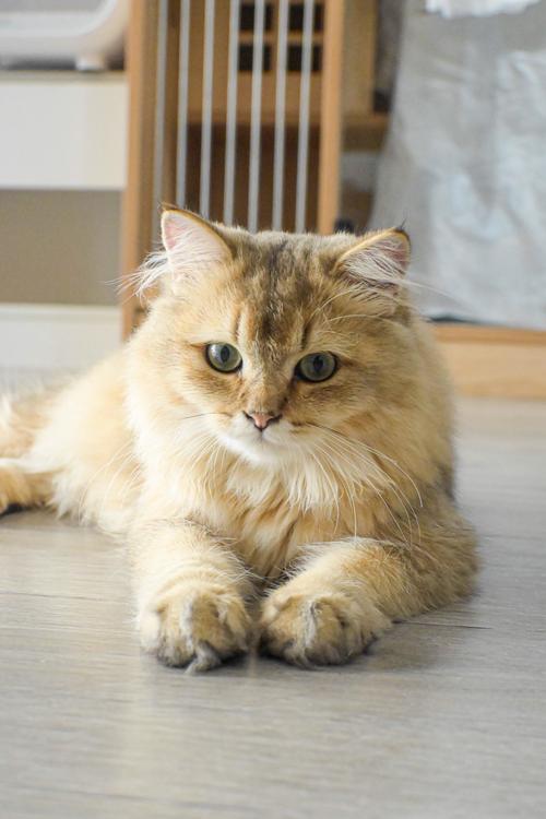 猫咪App官网下载