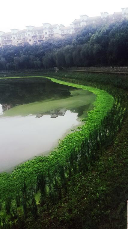 死水鱼池生态