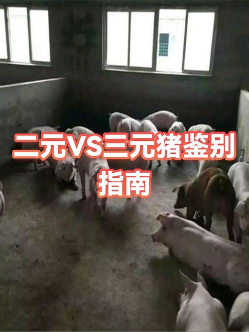 二元母猪好还是三元母猪好