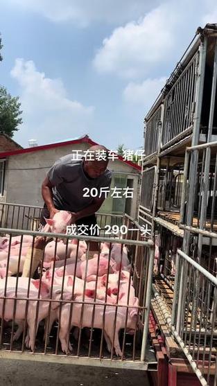 卖小猪的地方在哪里