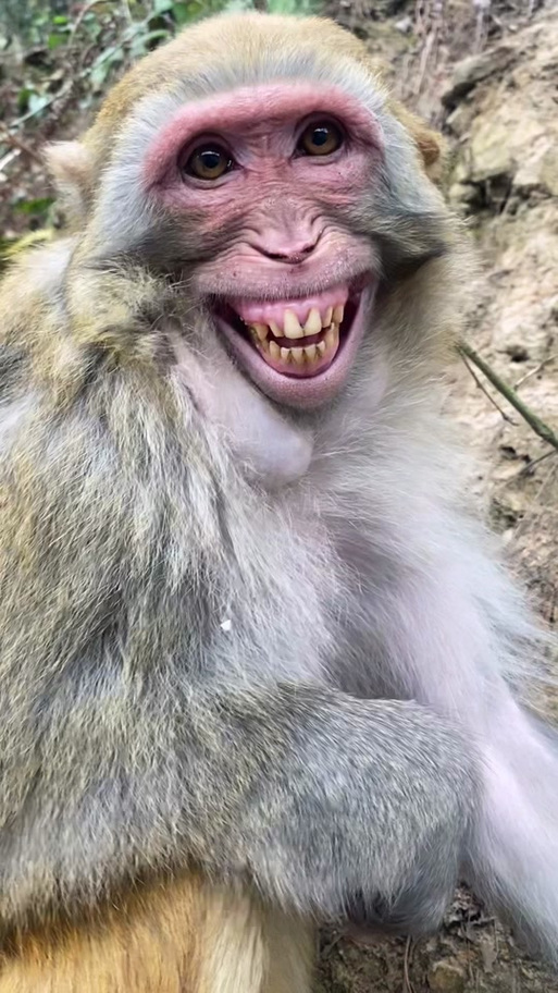 开心到模糊猴子表情包