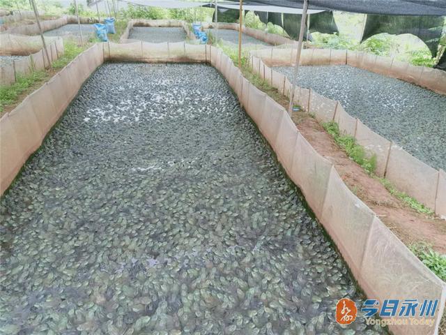 养1万只牛蛙一年利润
