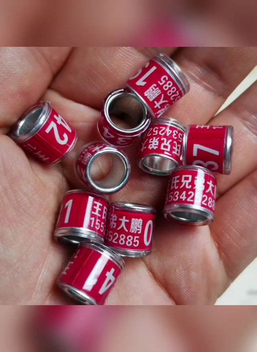 鸽子红色脚环上有数字