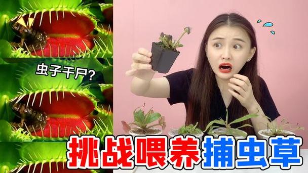 桂圆子挑战半夜12:00