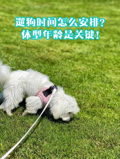 正确遛狗时间