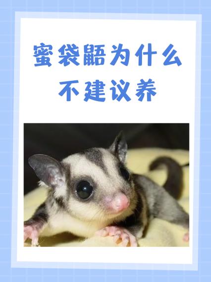 蜜袋鼯会叫吗